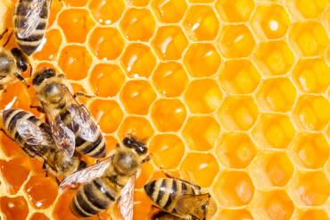 The Busy, Buzzy Work That Bees Undertake to Create Honey