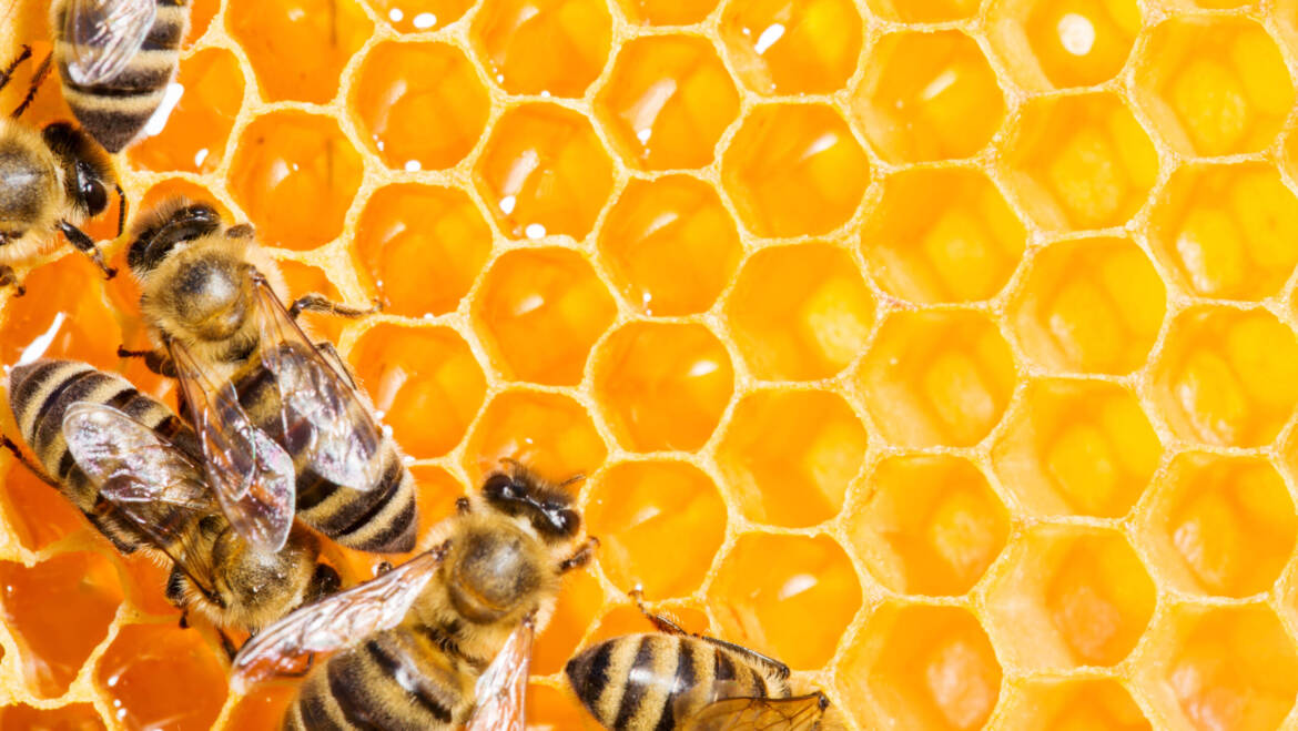 The Busy, Buzzy Work That Bees Undertake to Create Honey